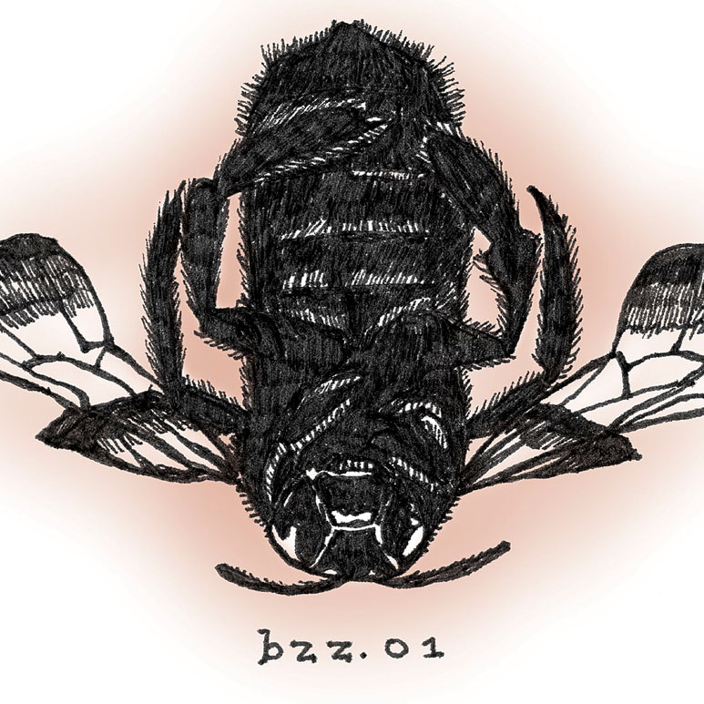 BugSpeak, Springs Preserve, artist, Brian Swanson, scientific, illustration, exhibit, native insects.