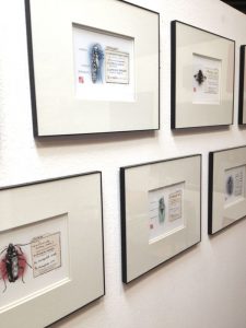 Brian Swanson BugSpeak insect series